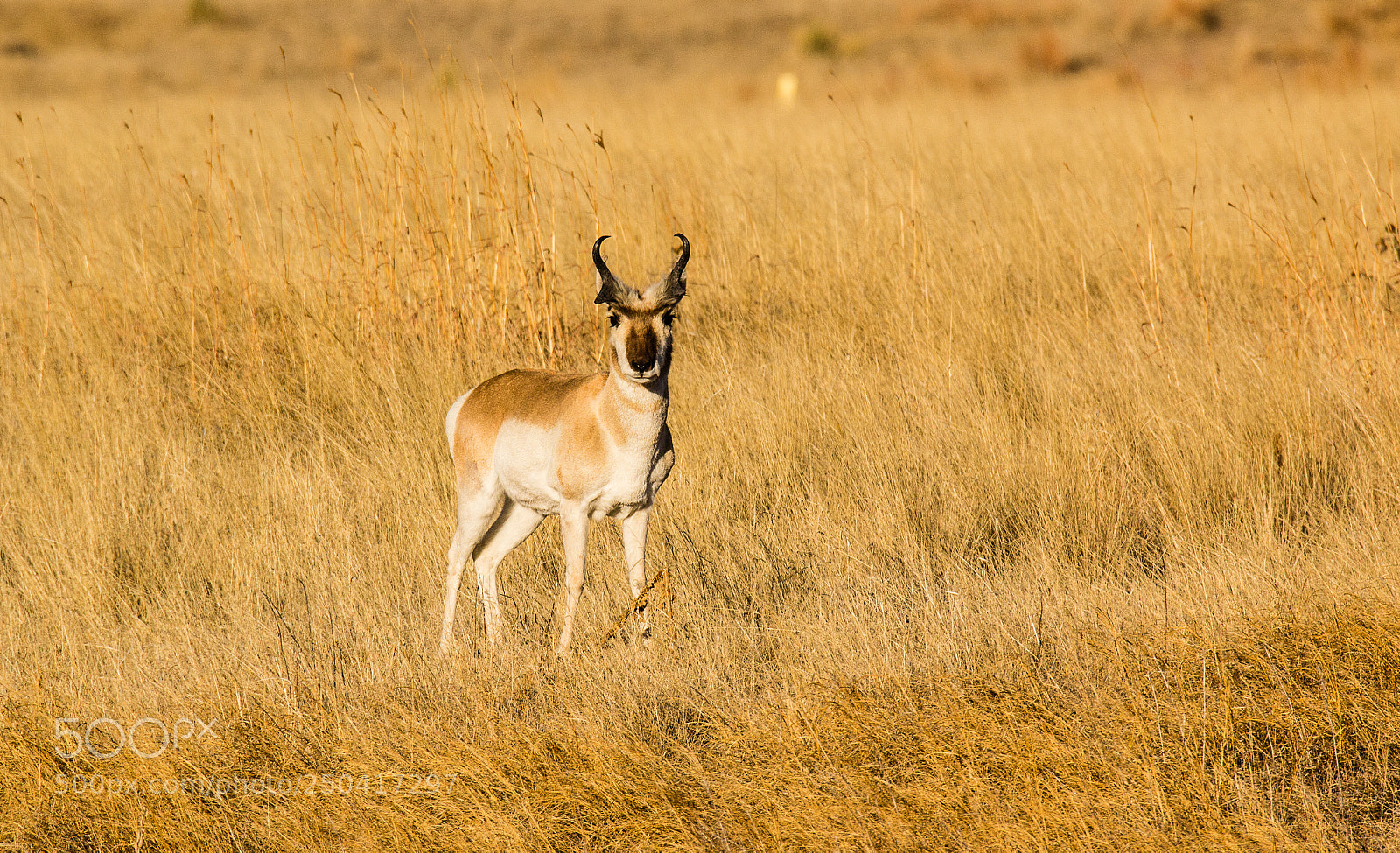 Canon EOS 60D sample photo. Prince of the plains photography