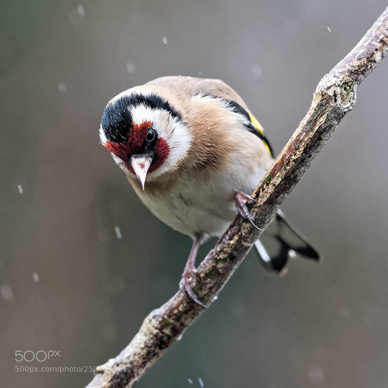 Nikon D500 sample photo. Carduelis carduelis photography