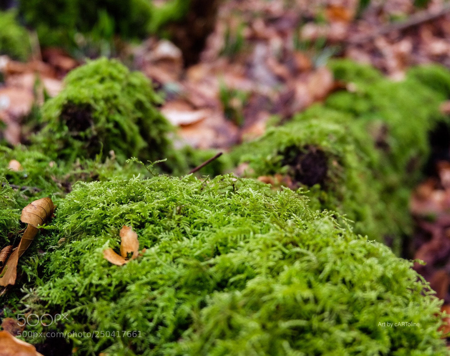 Fujifilm X-T20 sample photo. Moss hippo photography