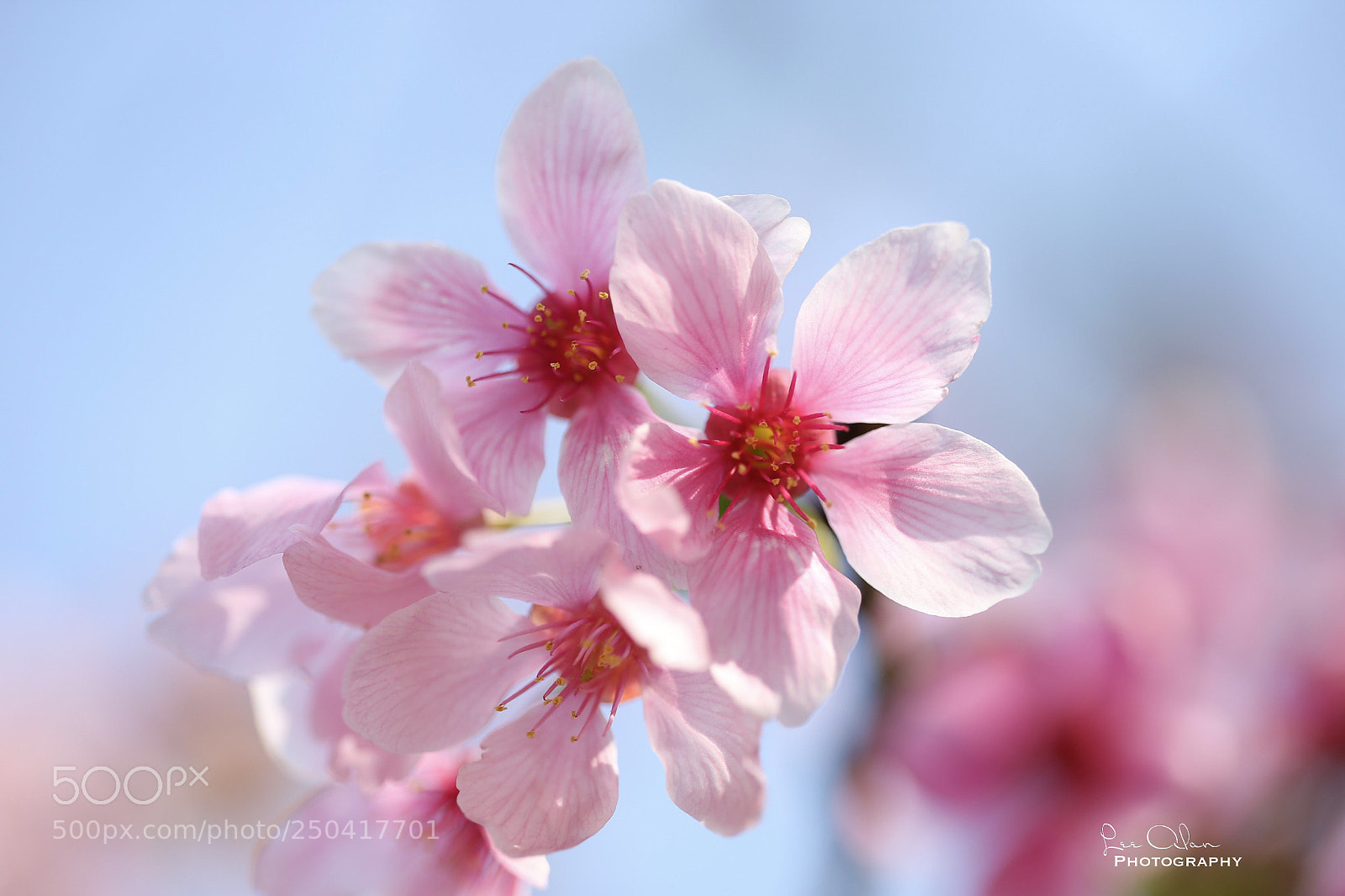 Canon EOS-1D X sample photo. Untitled photography