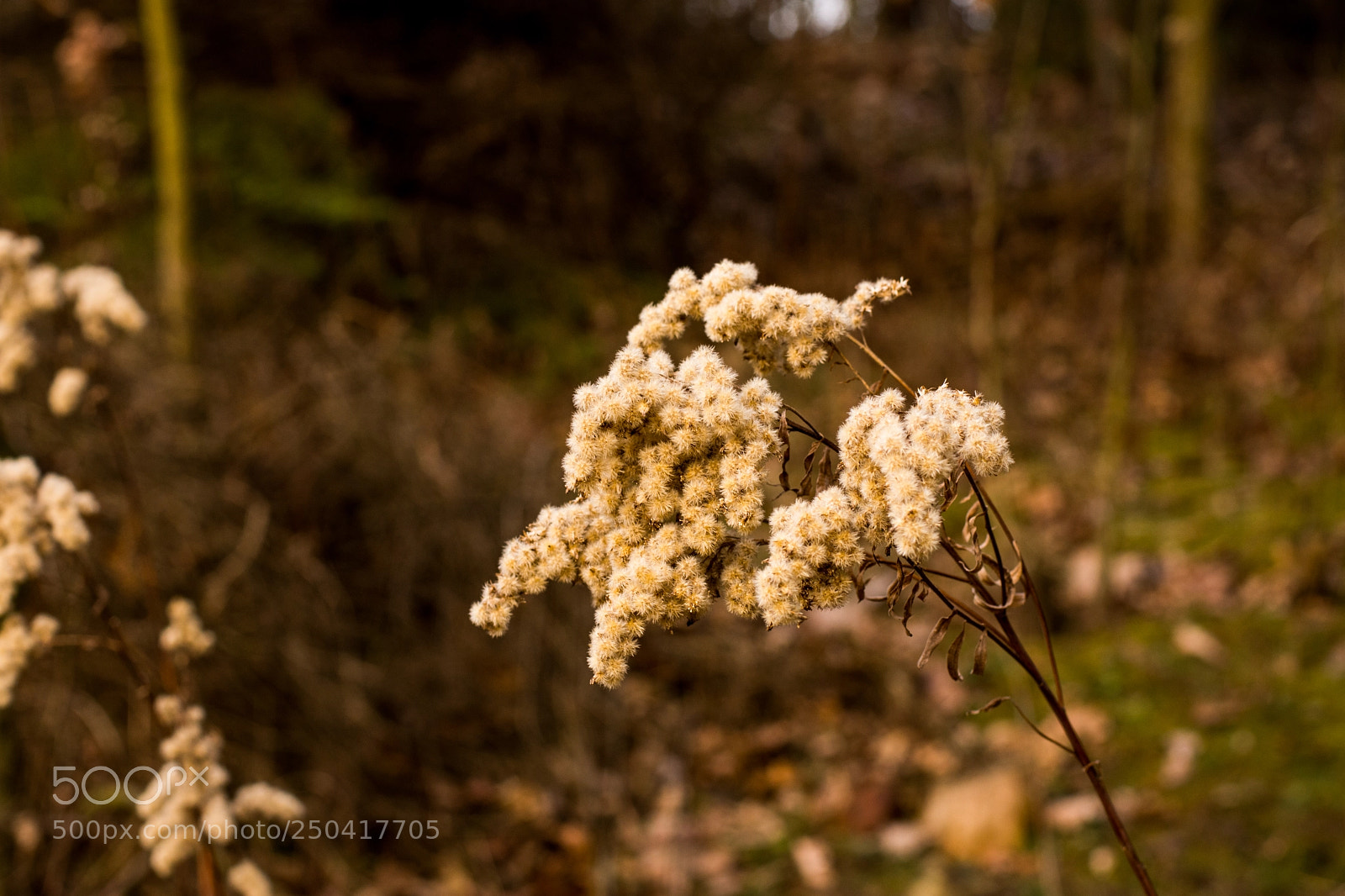 Nikon D7200 sample photo. Halda ema photography