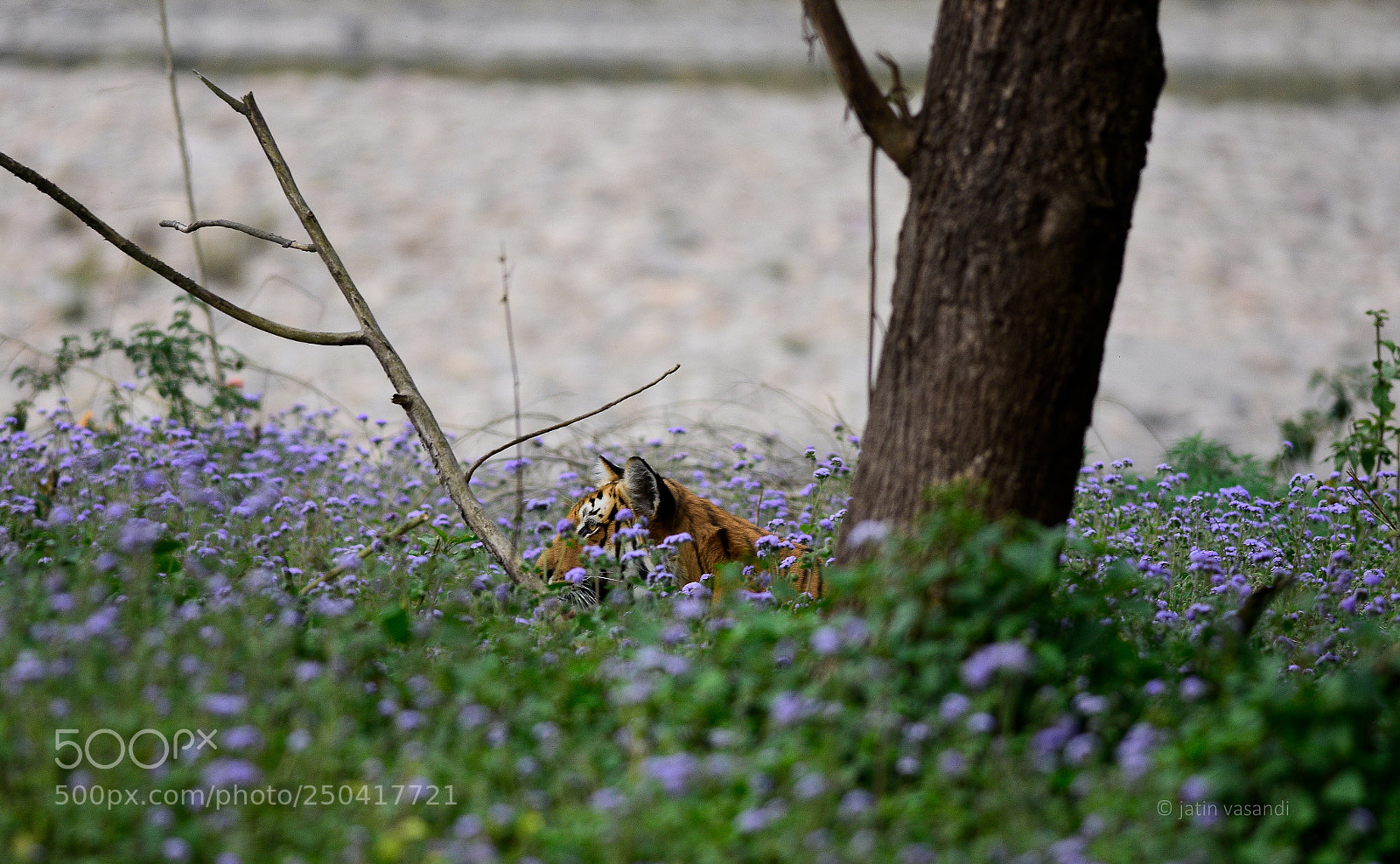 Nikon D7200 sample photo. Nature love photography