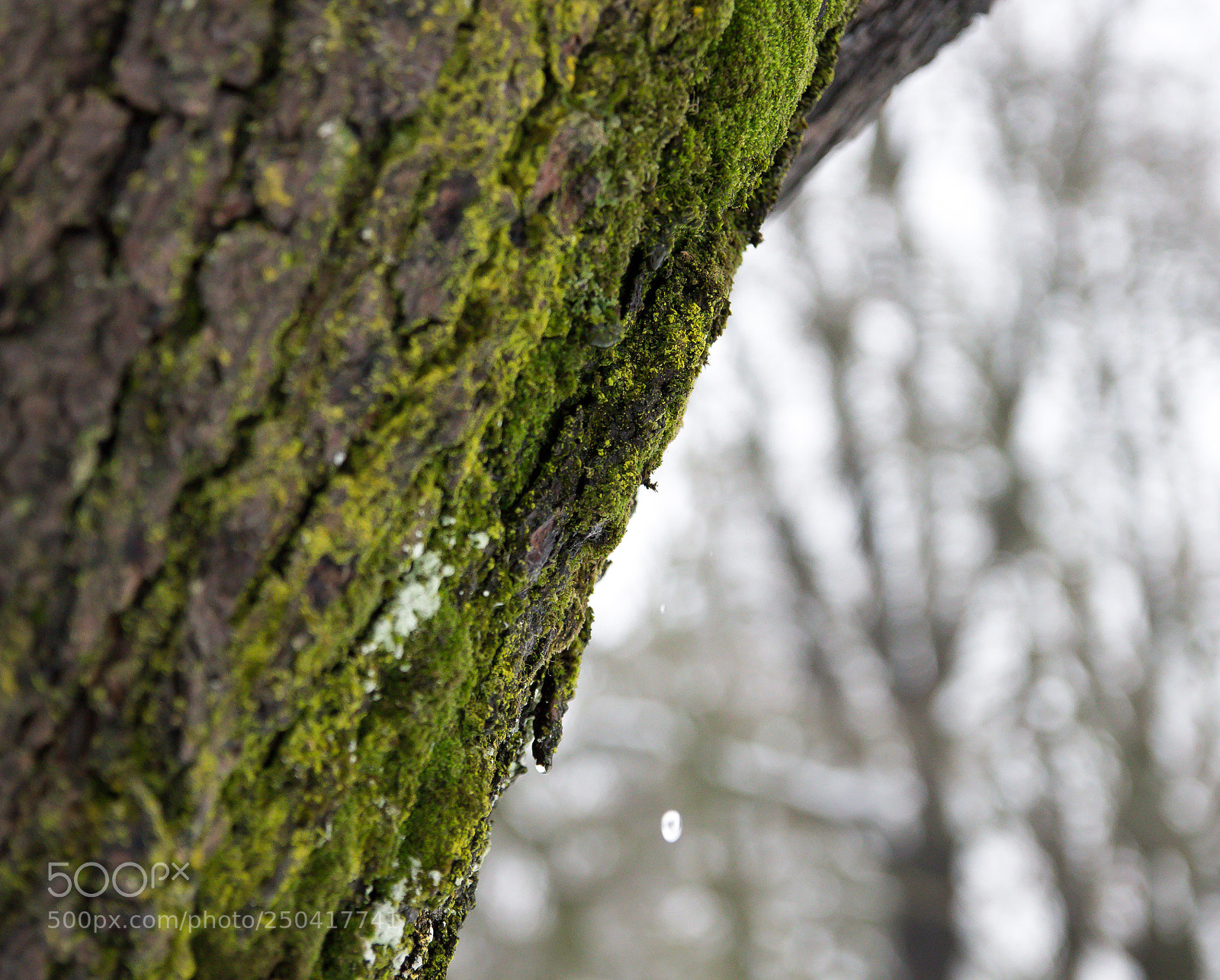 Canon EOS 100D (EOS Rebel SL1 / EOS Kiss X7) sample photo. Green moss photography