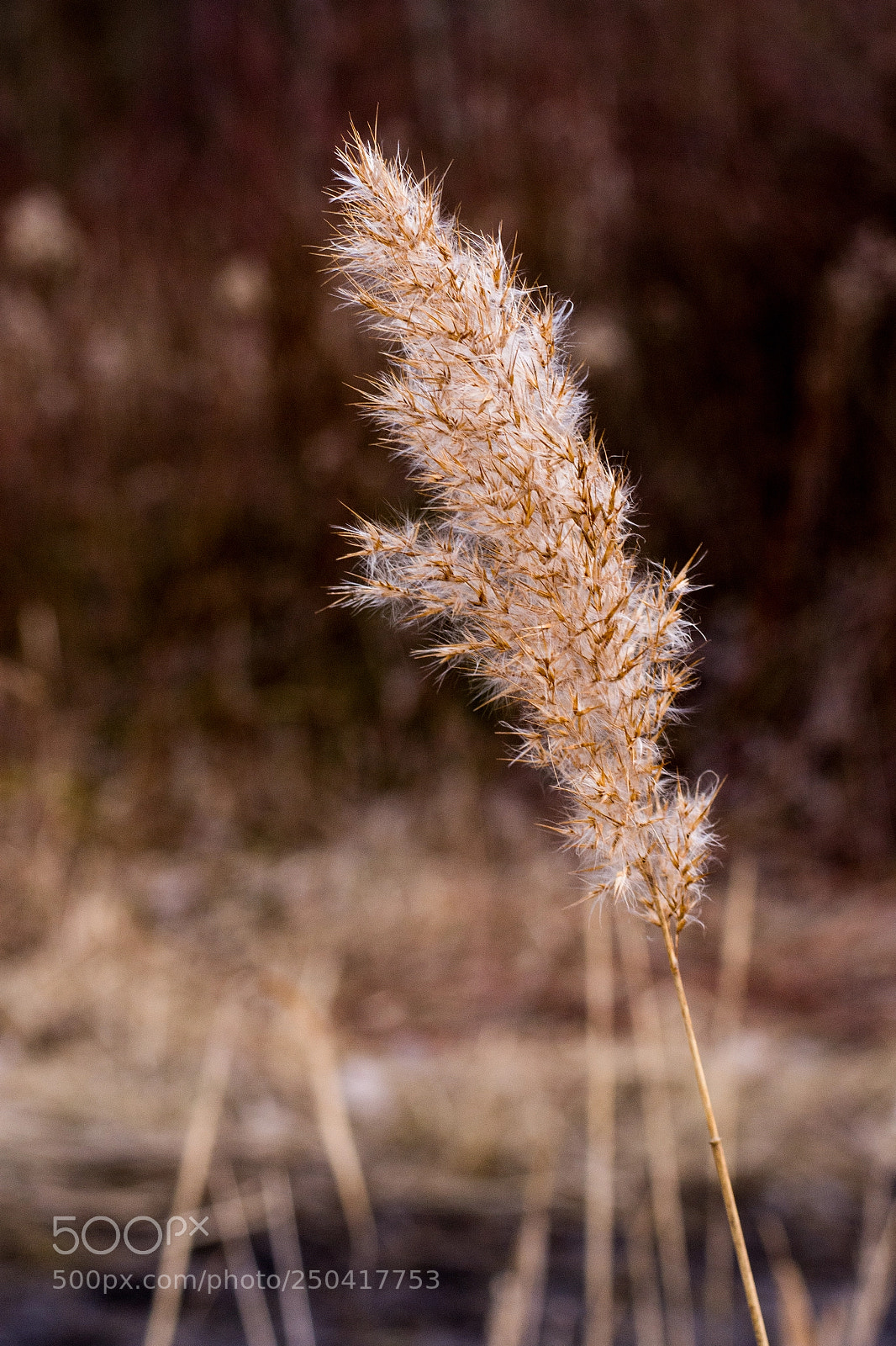 Nikon D7200 sample photo. Halda ema photography
