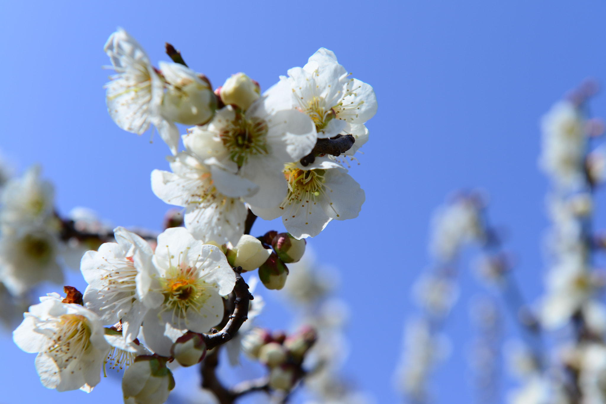 Nikon AF-S Nikkor 24-70mm F2.8G ED sample photo. 광양매화 photography