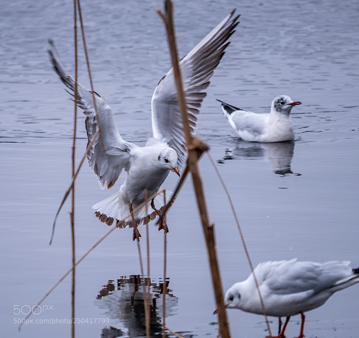 Panasonic Lumix DMC-GX85 (Lumix DMC-GX80 / Lumix DMC-GX7 Mark II) sample photo. Larus ridibundus photography