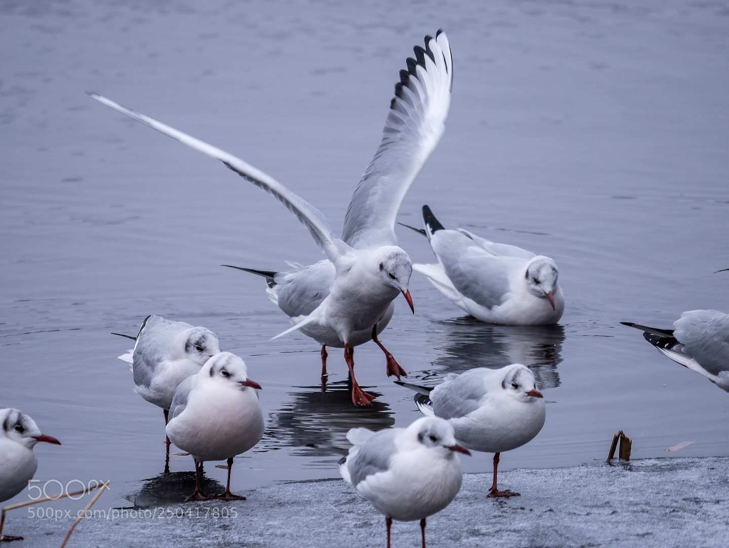 Panasonic Lumix DMC-GX85 (Lumix DMC-GX80 / Lumix DMC-GX7 Mark II) sample photo. Larus ridibundus photography