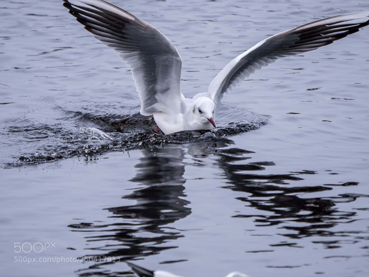 Panasonic Lumix DMC-GX85 (Lumix DMC-GX80 / Lumix DMC-GX7 Mark II) sample photo. Larus ridibundus photography