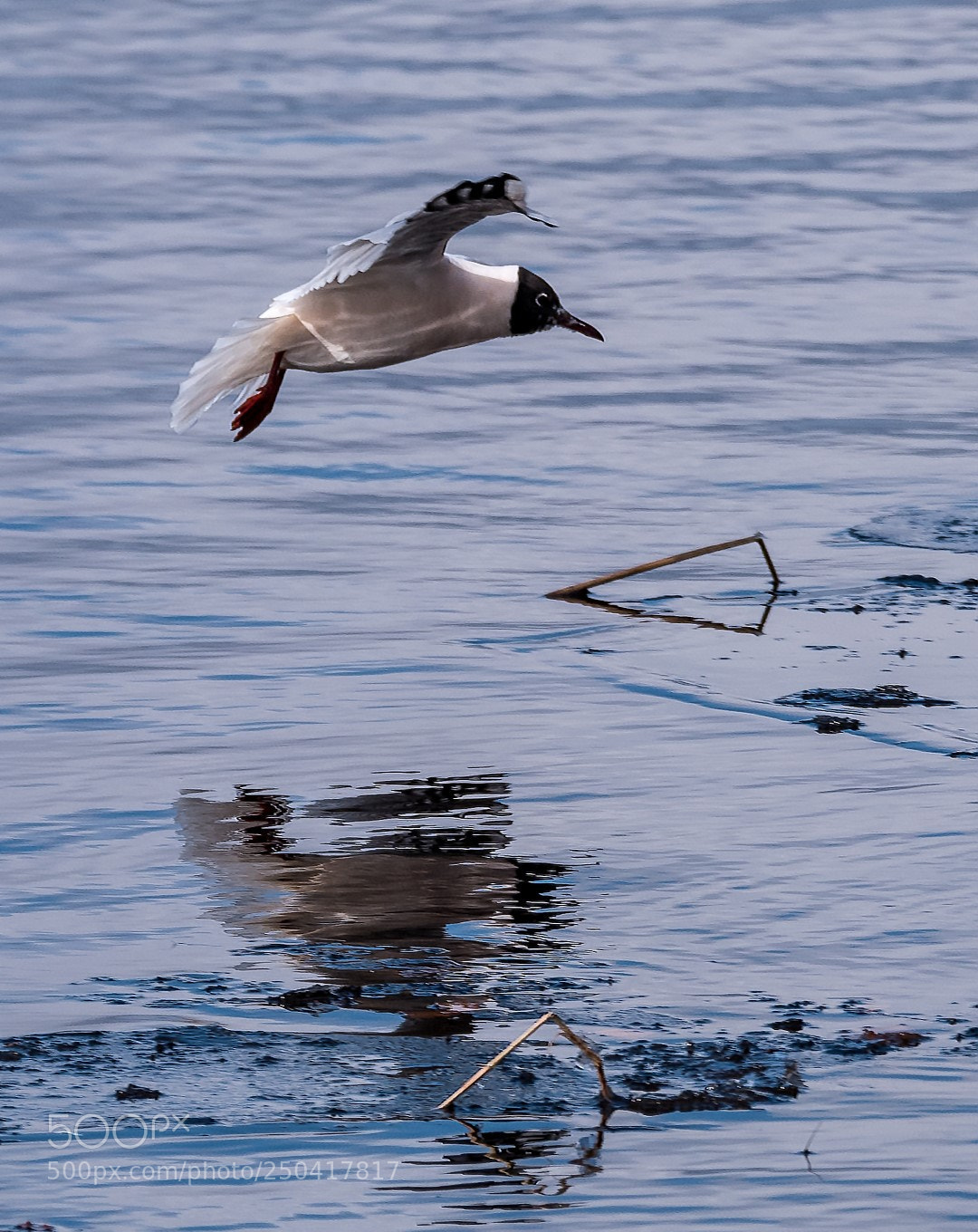Panasonic Lumix DMC-GX85 (Lumix DMC-GX80 / Lumix DMC-GX7 Mark II) sample photo. Larus ridibundus photography