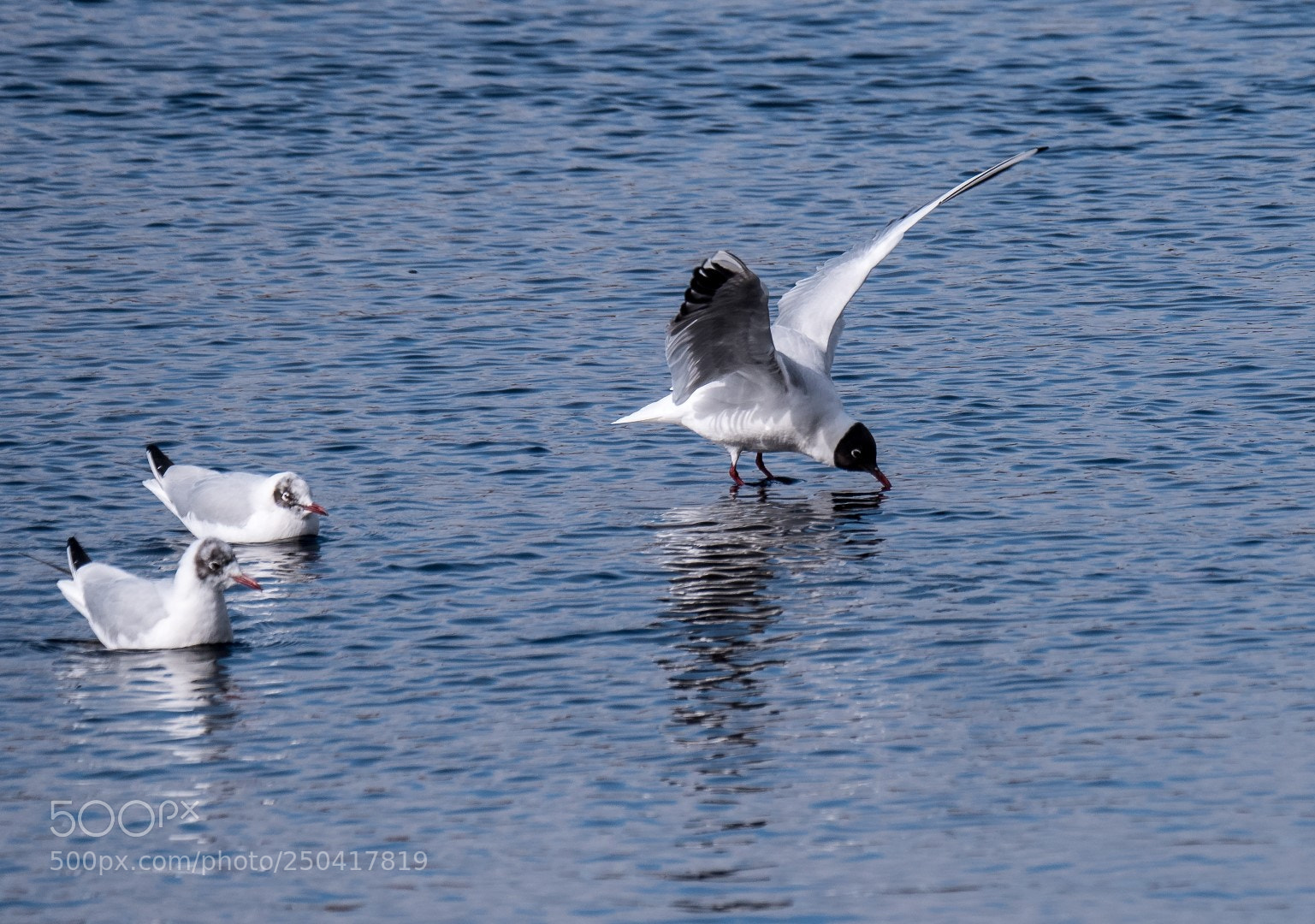 Panasonic Lumix DMC-GX85 (Lumix DMC-GX80 / Lumix DMC-GX7 Mark II) sample photo. Larus ridibundus photography