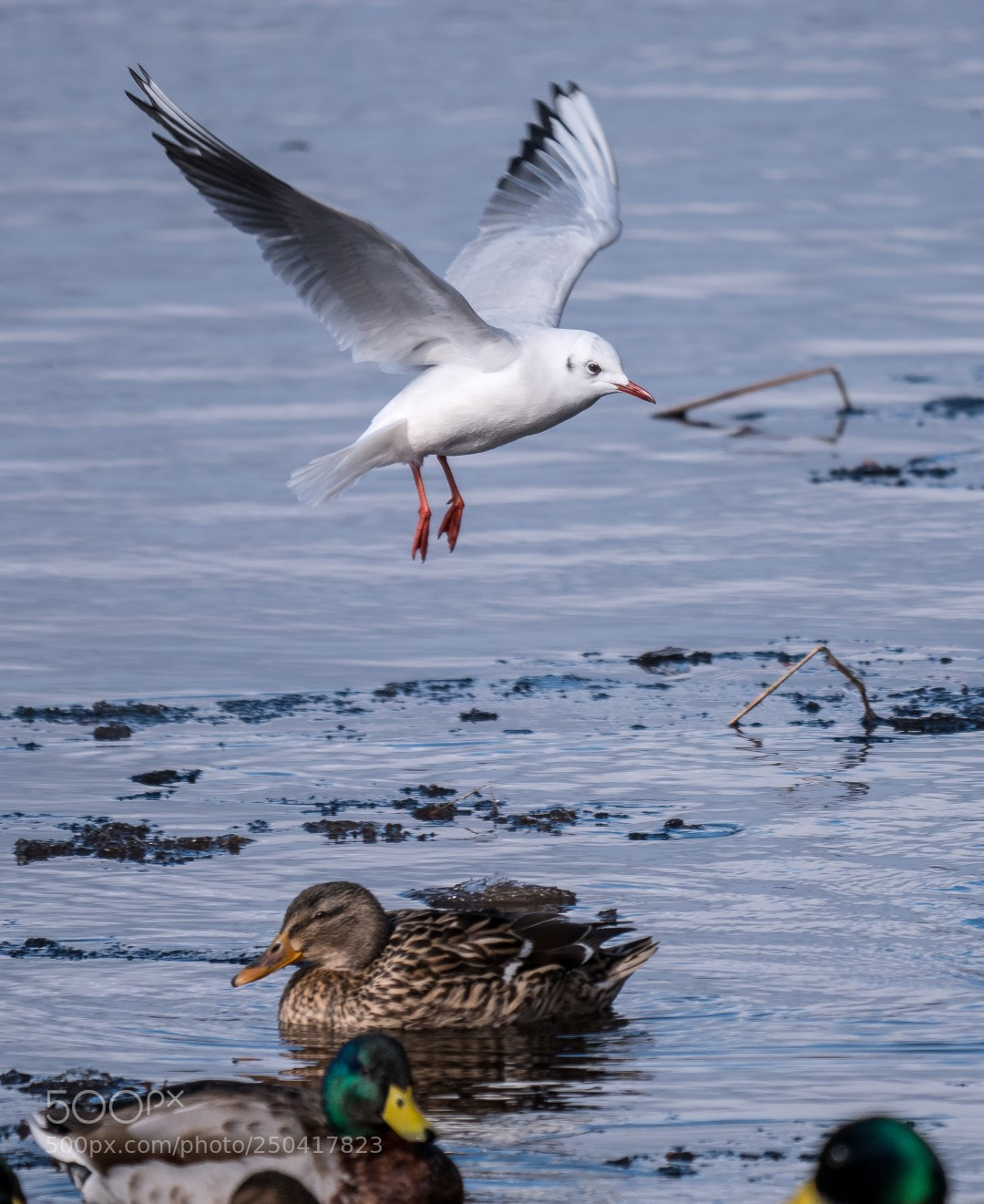 Panasonic Lumix DMC-GX85 (Lumix DMC-GX80 / Lumix DMC-GX7 Mark II) sample photo. Larus ridibundus photography