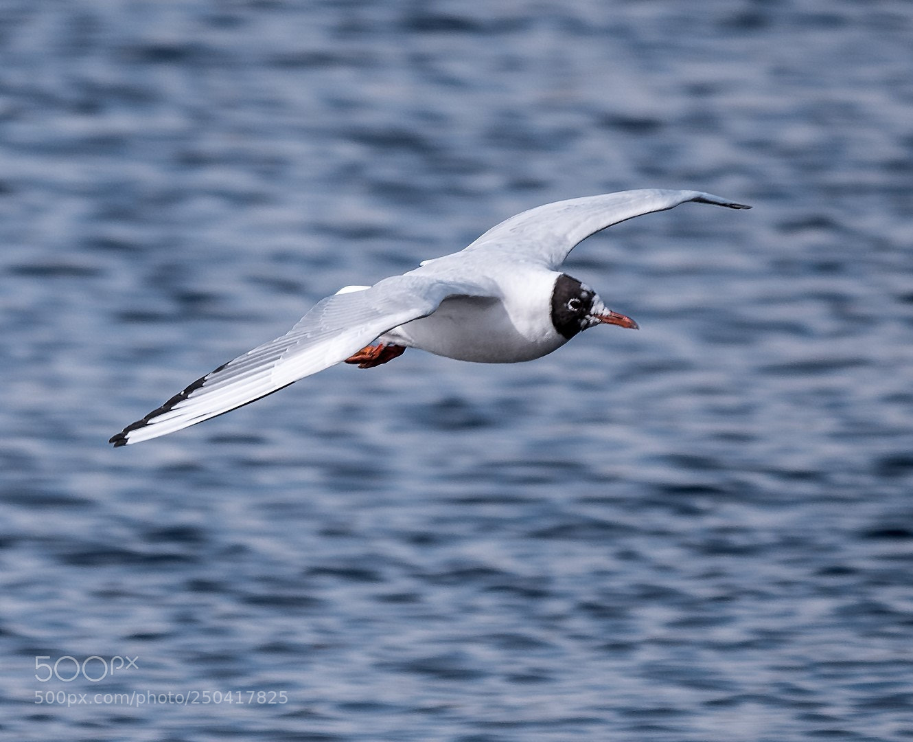 Panasonic Lumix DMC-GX85 (Lumix DMC-GX80 / Lumix DMC-GX7 Mark II) sample photo. Larus ridibundus photography