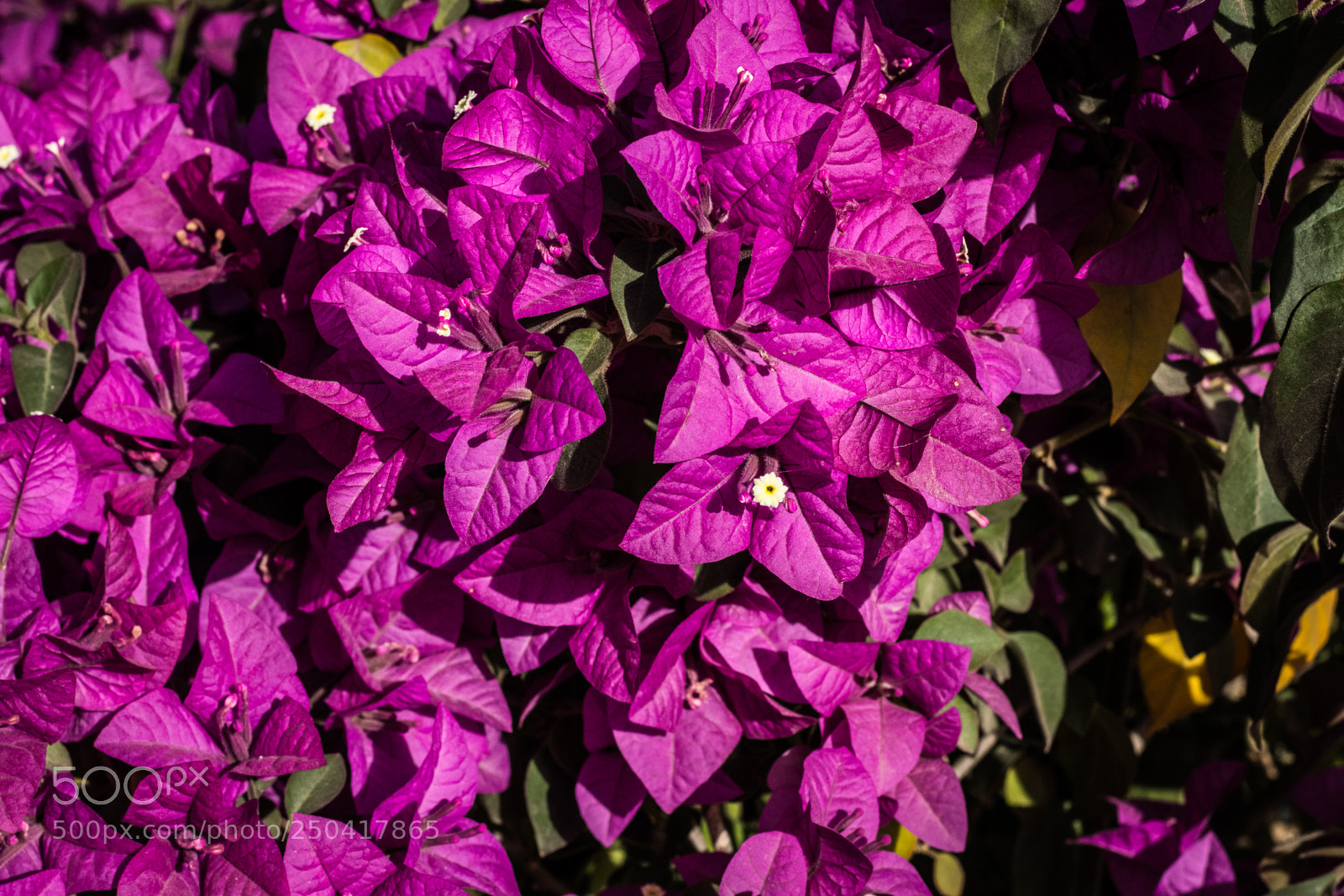 Canon EOS 80D sample photo. Flowers photography