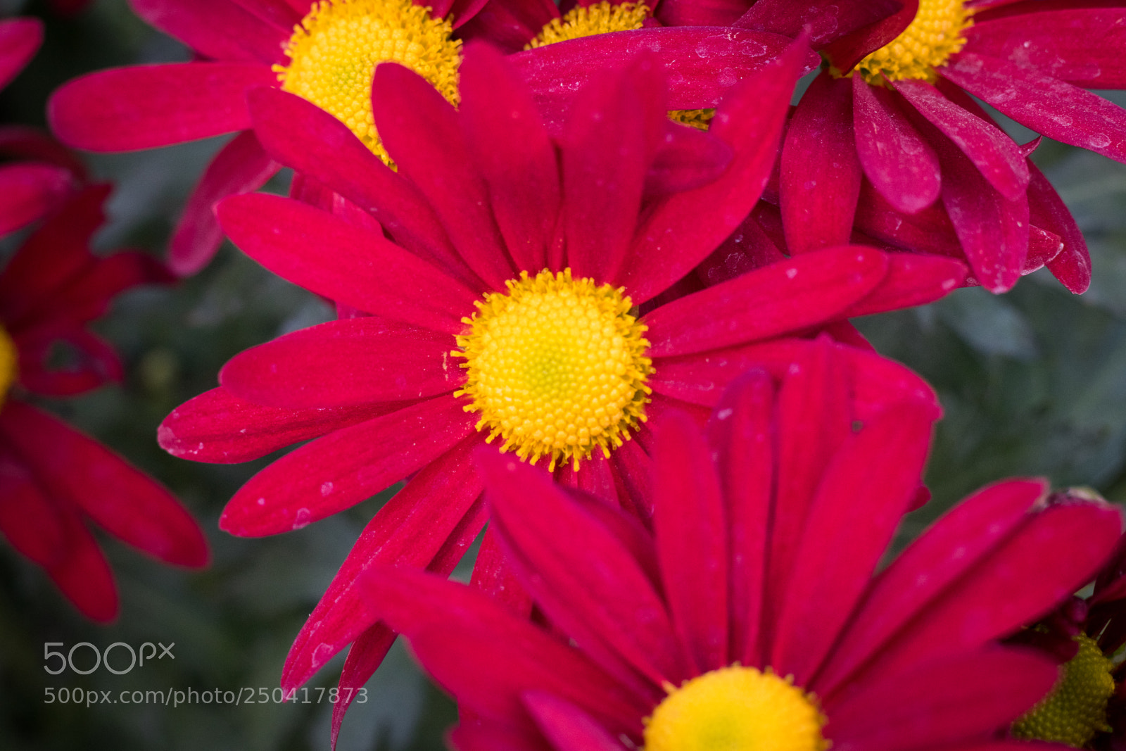 Canon EOS 80D sample photo. Flowers photography