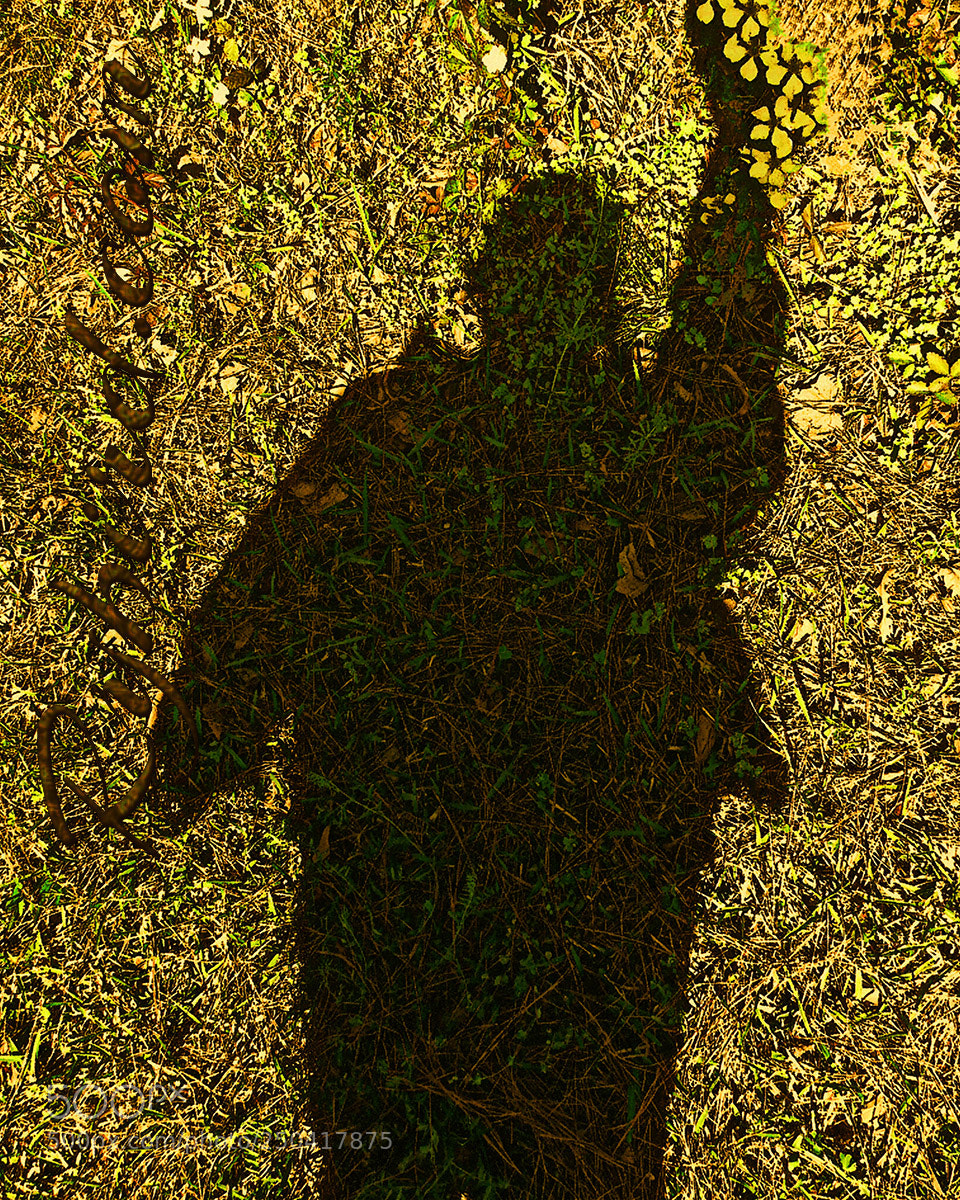 Fujifilm FinePix S1 sample photo. Lawn selfie photography