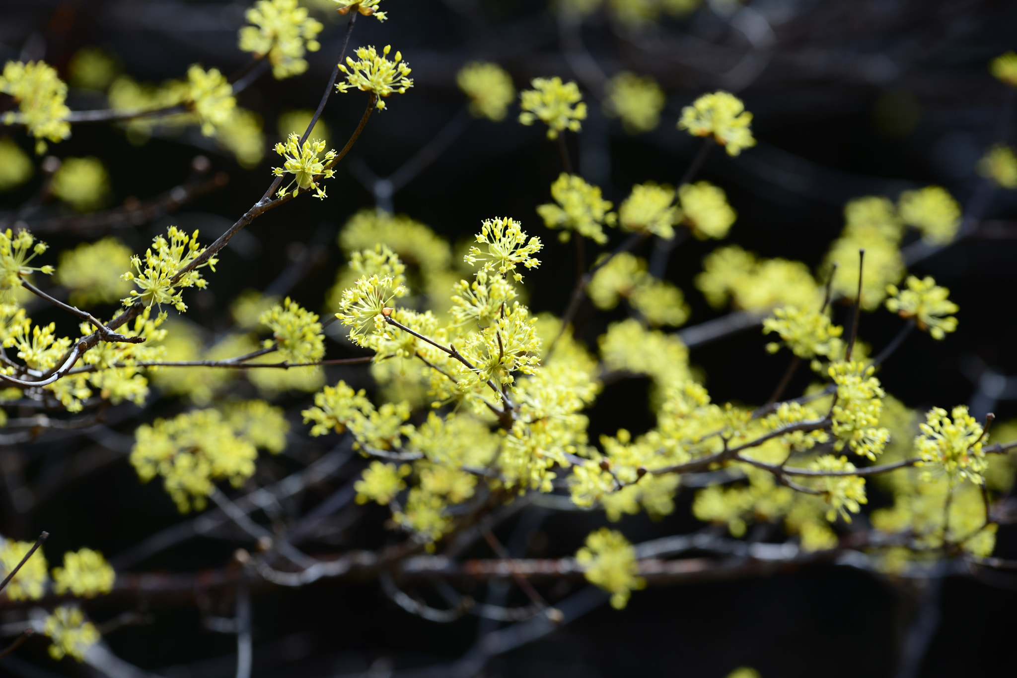 Nikon D800 + Sigma 70-200mm F2.8 EX DG OS HSM sample photo