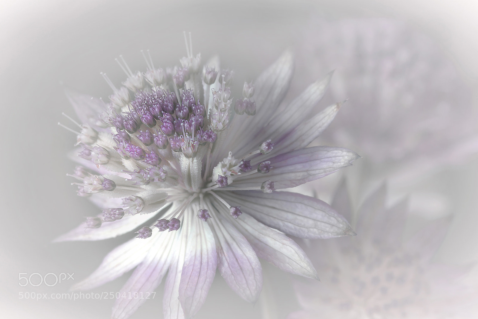Canon EOS 60D sample photo. Astrantia photography
