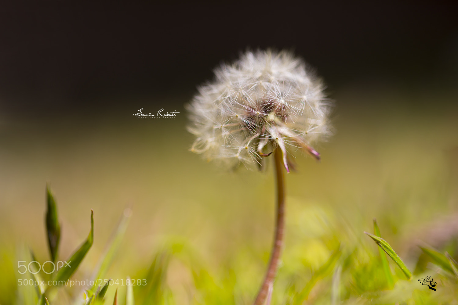 Canon EOS 5D Mark IV sample photo. Photography 2018 photography