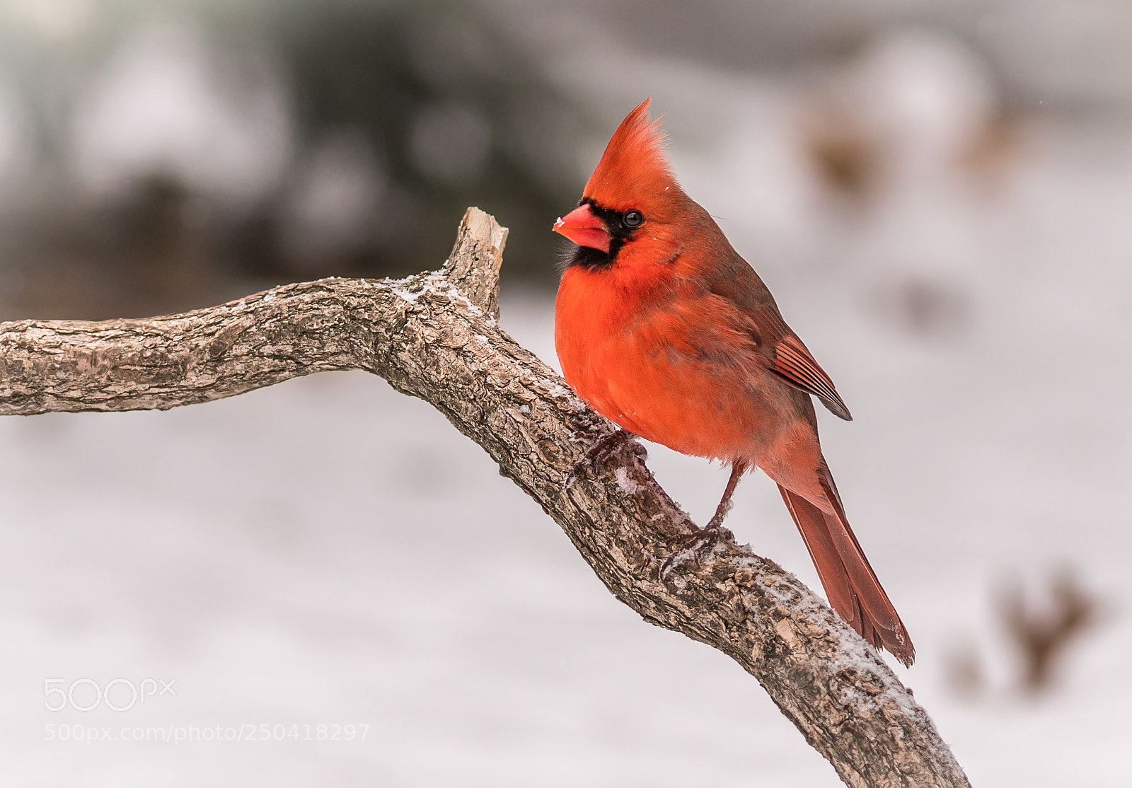 Nikon D500 sample photo. Northern cardinal photography