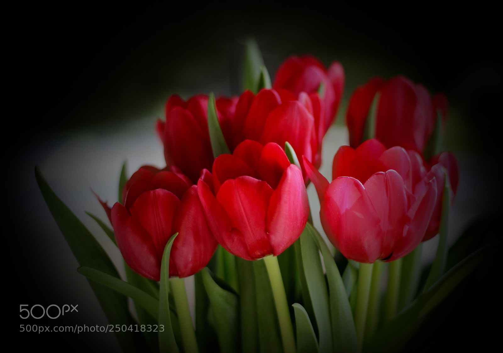Canon EOS 600D (Rebel EOS T3i / EOS Kiss X5) sample photo. Red tulips photography