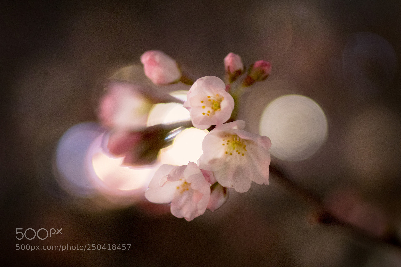 Canon EOS 80D sample photo. Spring_2536 photography
