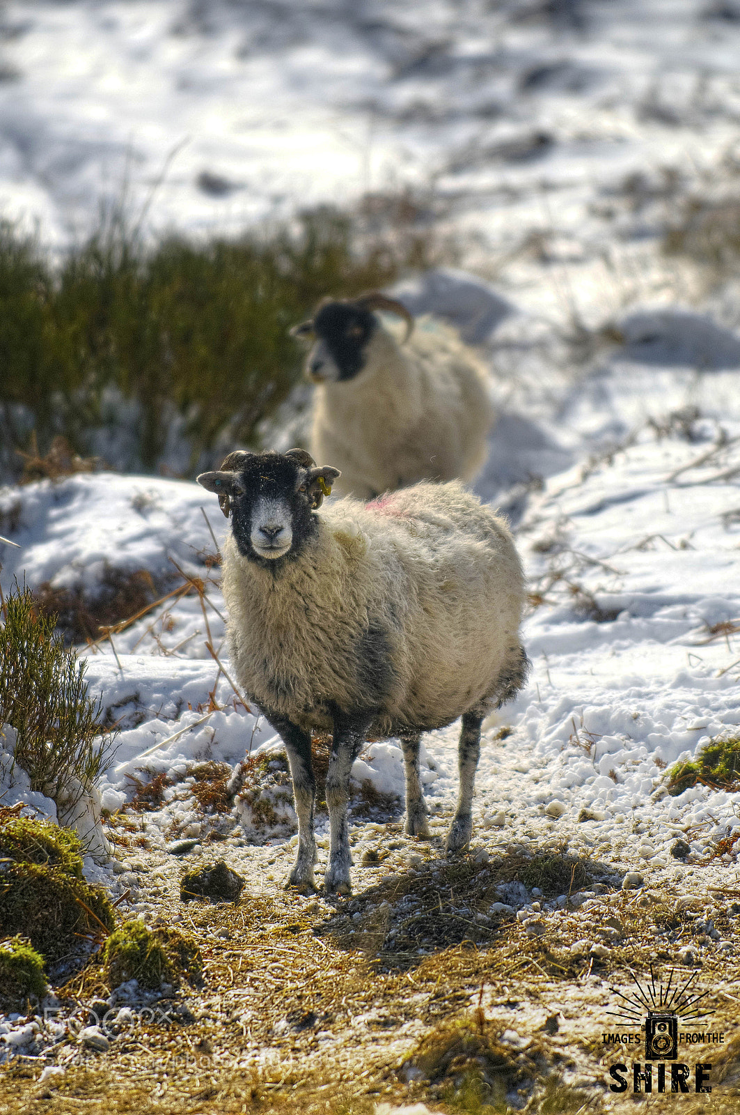 Nikon D300 sample photo. Moorland sheep photography