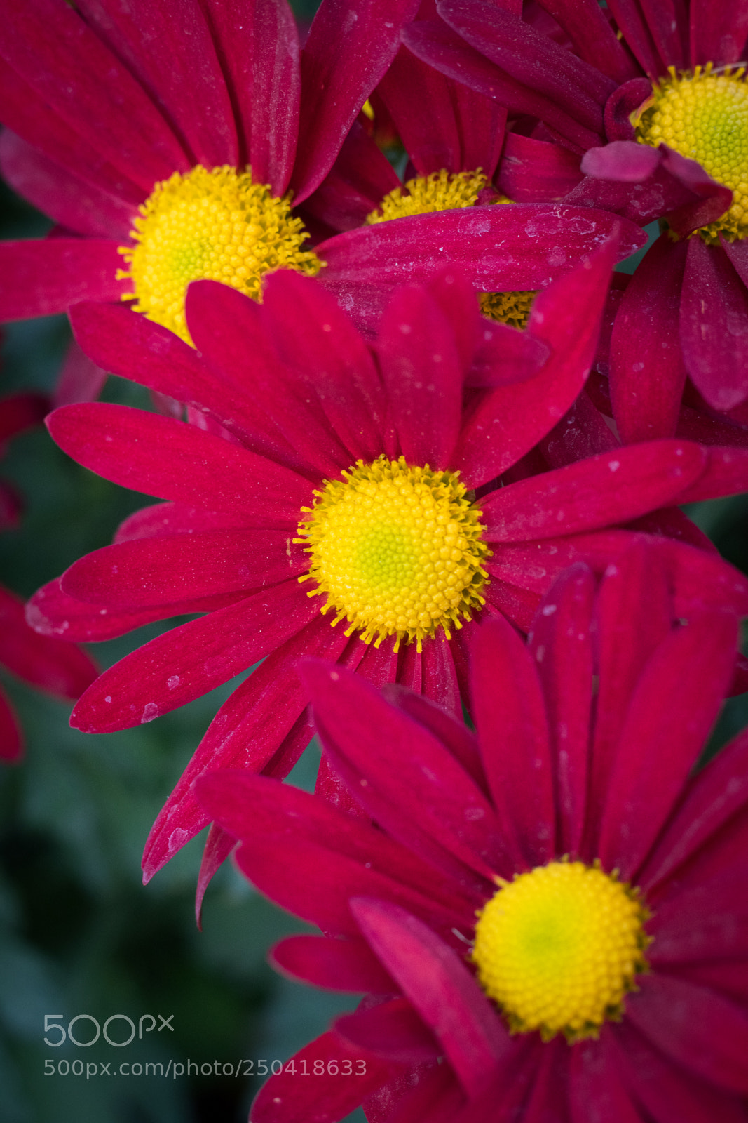 Canon EOS 80D sample photo. Flowers photography