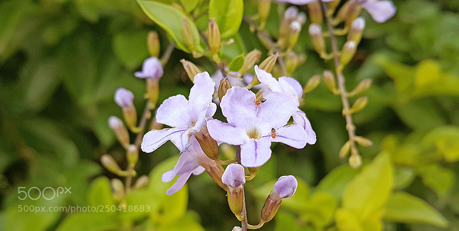Samsung Galaxy Note4 sample photo. Flower photography