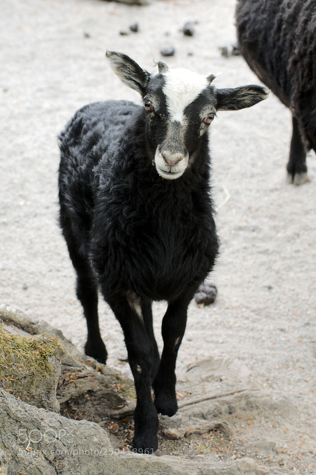 Nikon D90 sample photo. Skansen (9, june 2017) photography