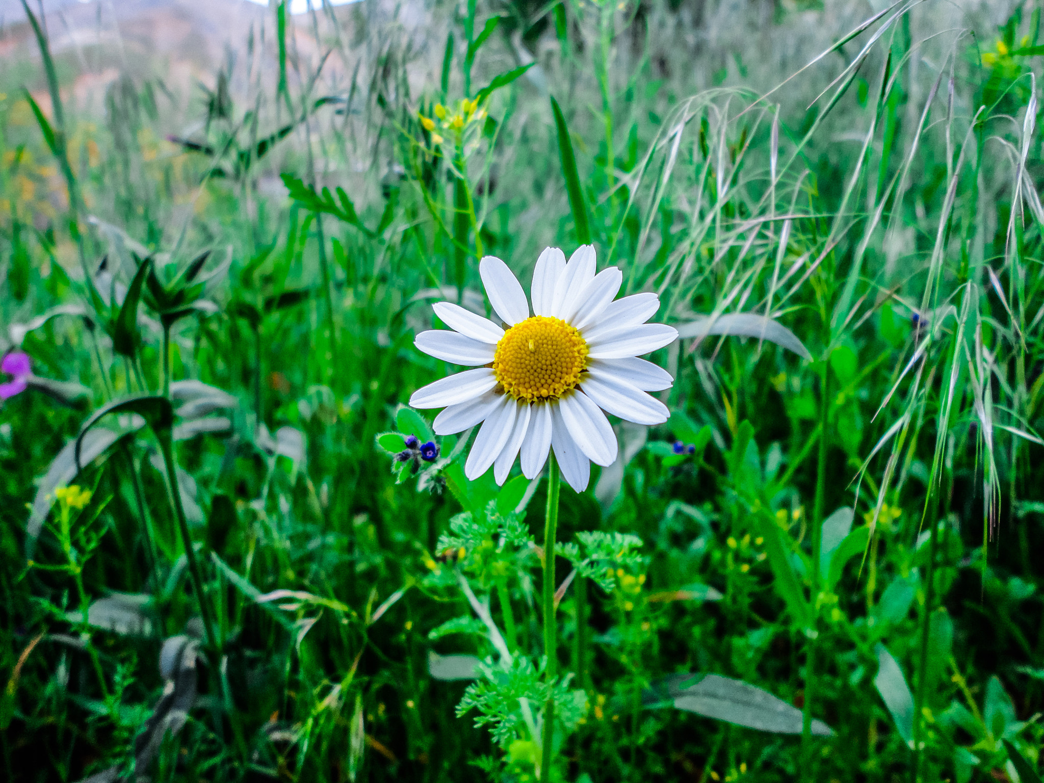 Sony Cyber-shot DSC-W350 sample photo. Flower photography