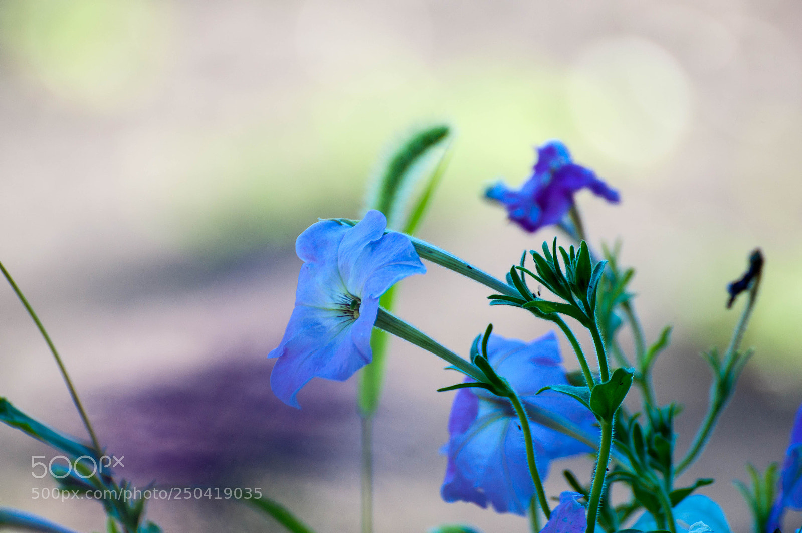 Nikon D90 sample photo. Flowers (1, july 2017) photography