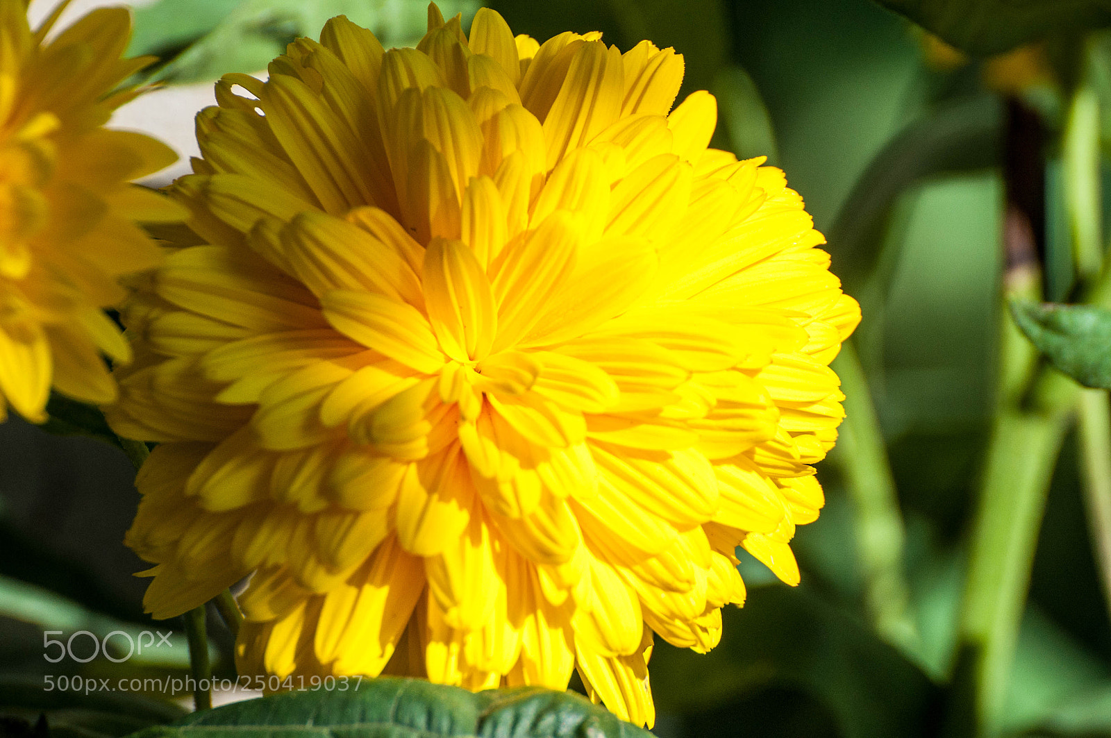 Nikon D90 sample photo. Flowers (2, july 2017) photography