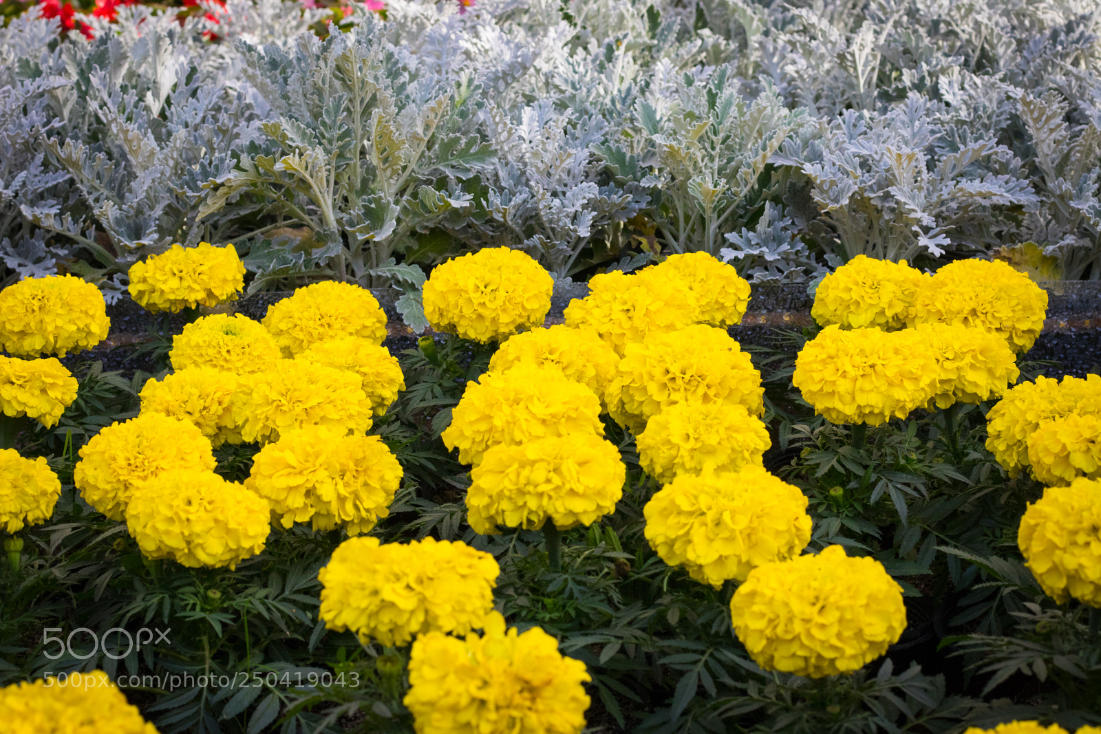 Canon EOS 80D sample photo. Flowers photography