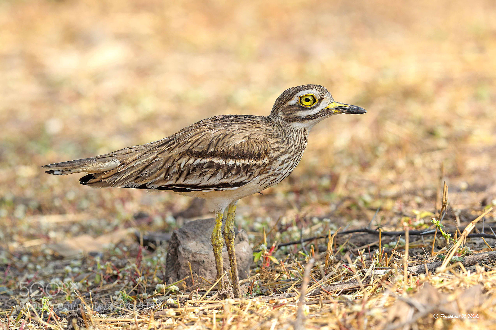 Canon EOS 5D Mark IV sample photo. The indian stone-curlew photography