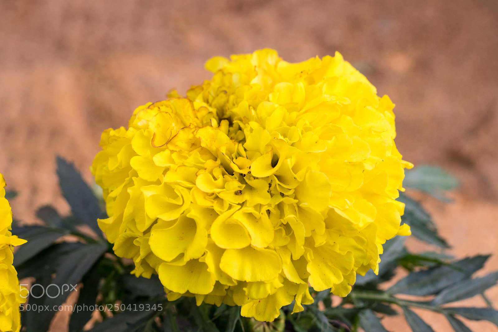 Canon EOS 80D sample photo. Flowers photography