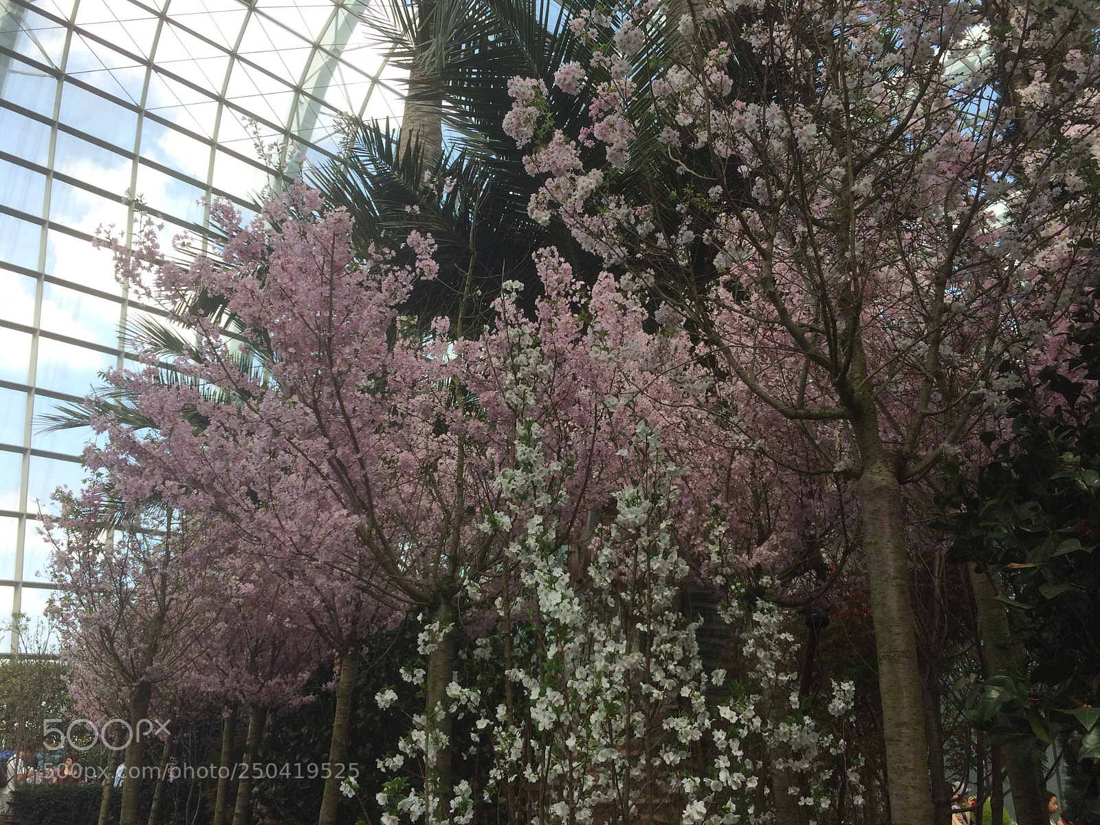 Apple iPhone 5s sample photo. Sakura matsuri garden by photography