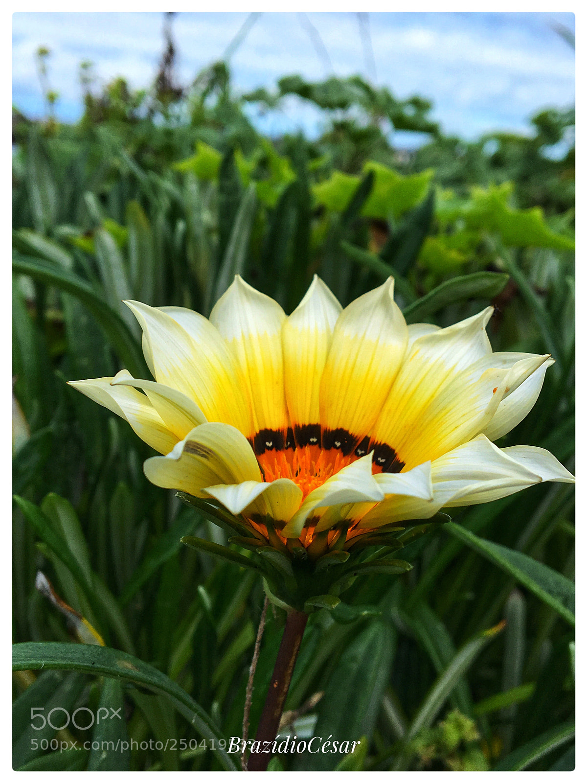Apple iPhone 6s sample photo. Untitled photography