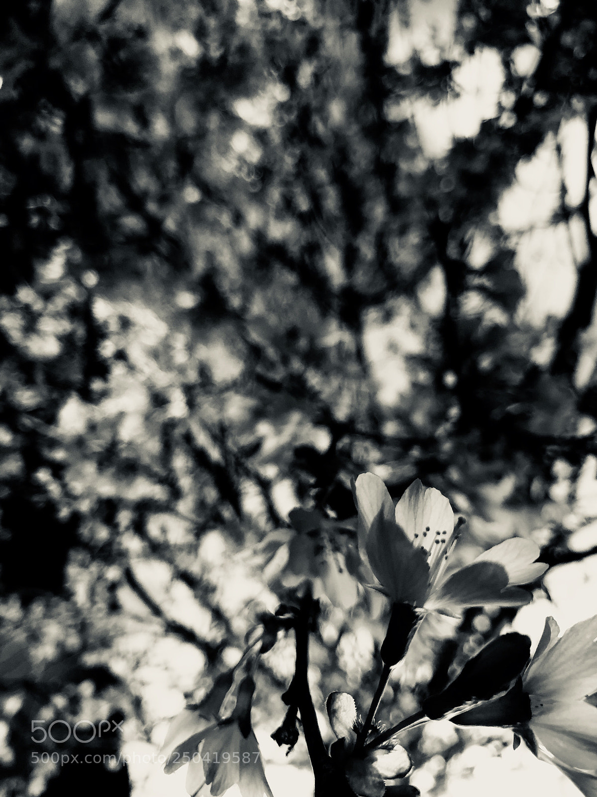 Apple iPhone X sample photo. Sakura. photography