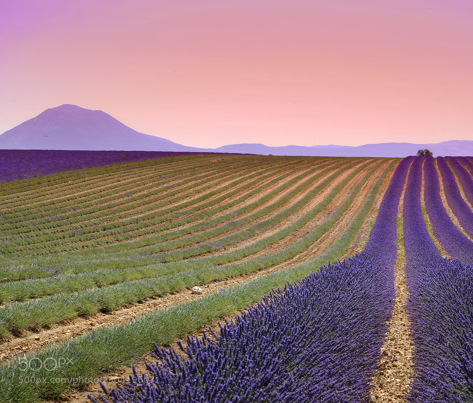 Fujifilm X-E2 sample photo. Lavender dream photography