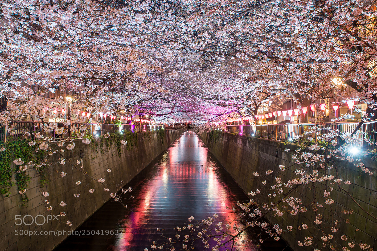 Nikon D800 sample photo. Cherry blossom lined meguro photography