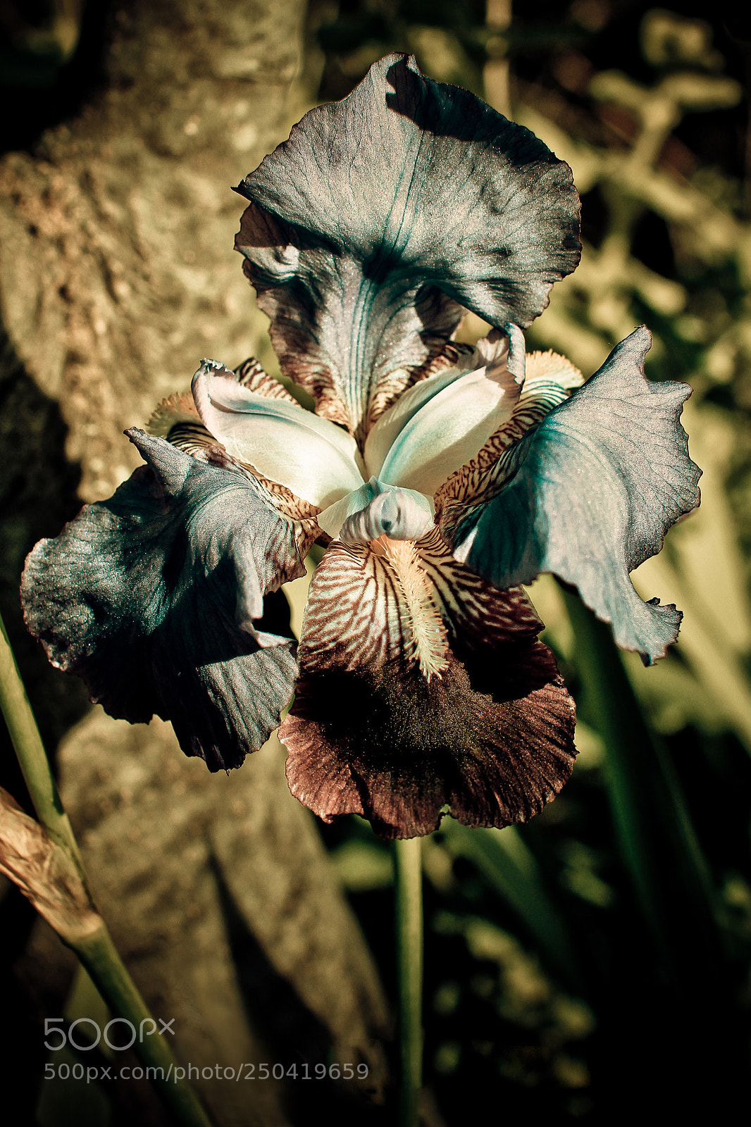 Canon EOS 7D sample photo. Showing secrets photography