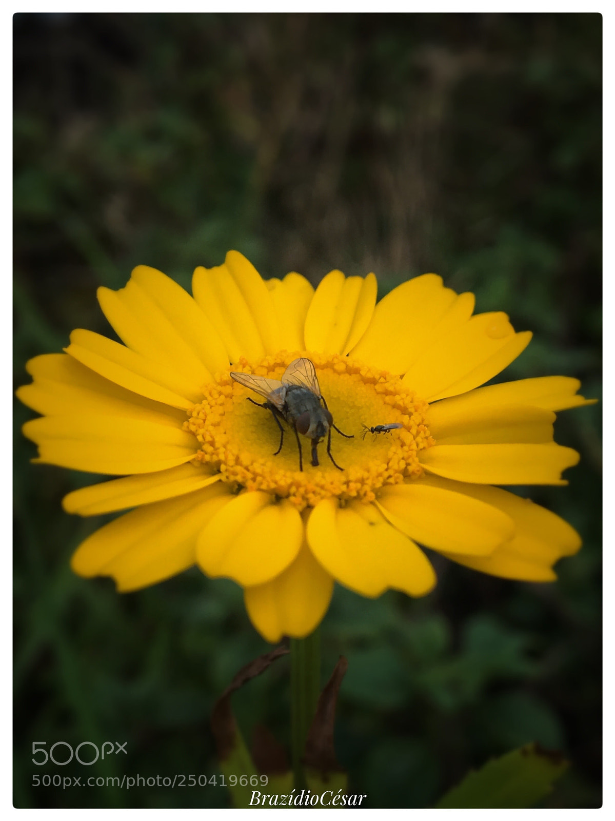 Apple iPhone 6s sample photo. Untitled photography