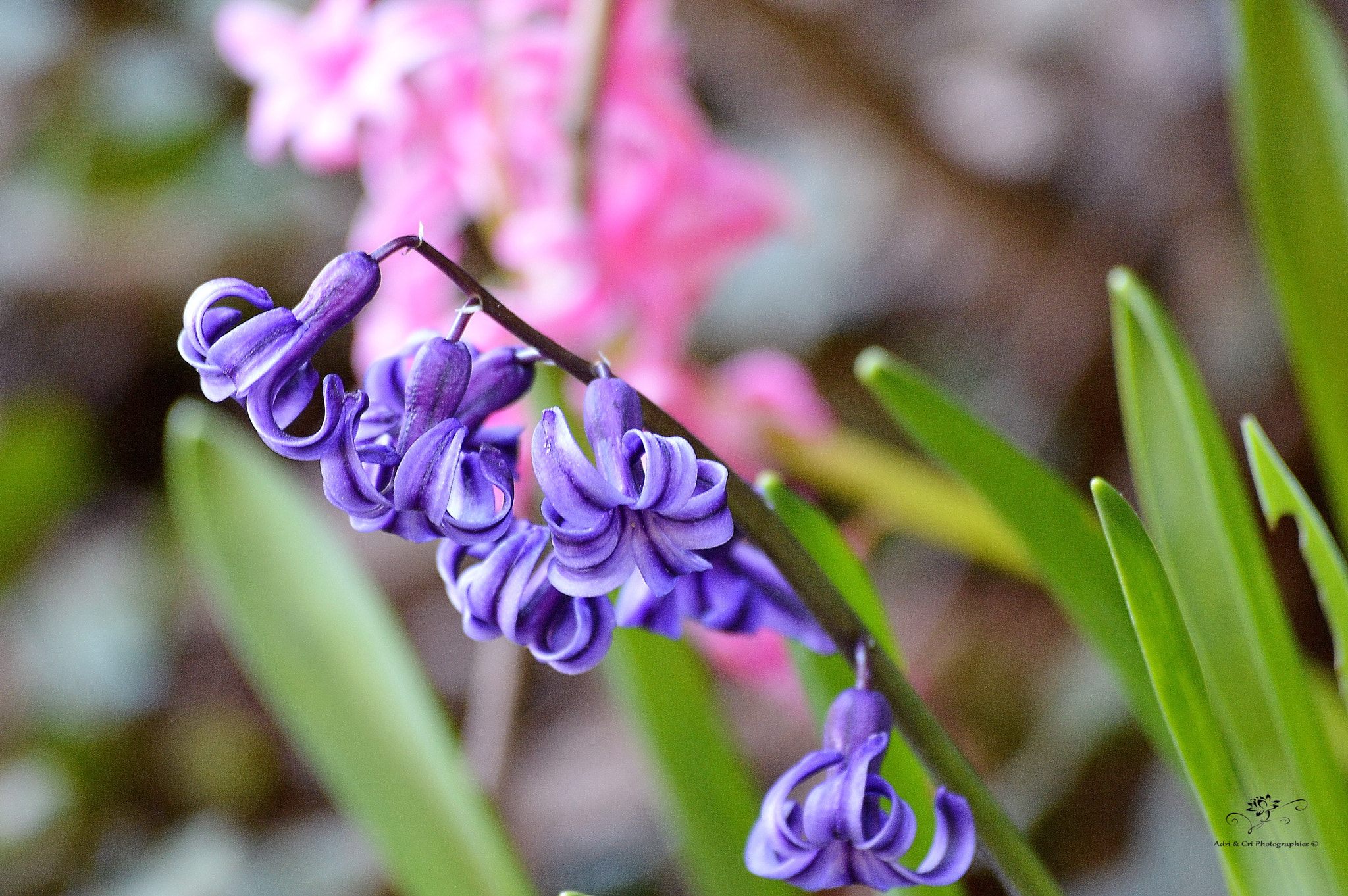 Nikon D3200 sample photo. Jacinthe photography