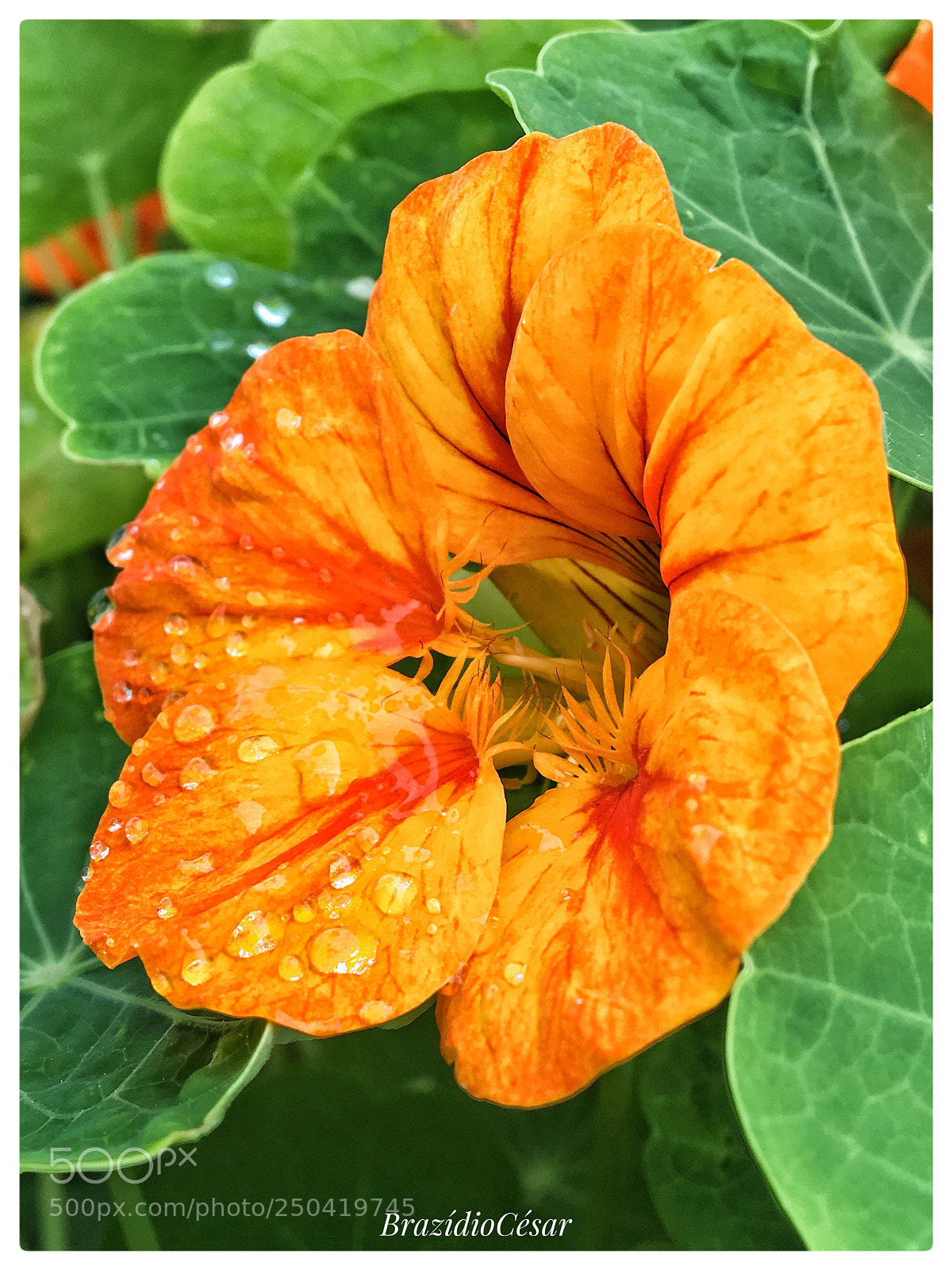 Apple iPhone 6s sample photo. Untitled photography