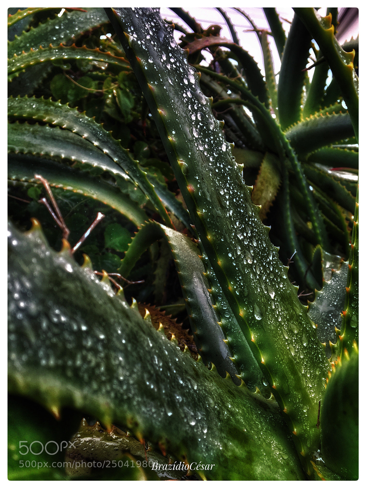 Apple iPhone 6s sample photo. Untitled photography