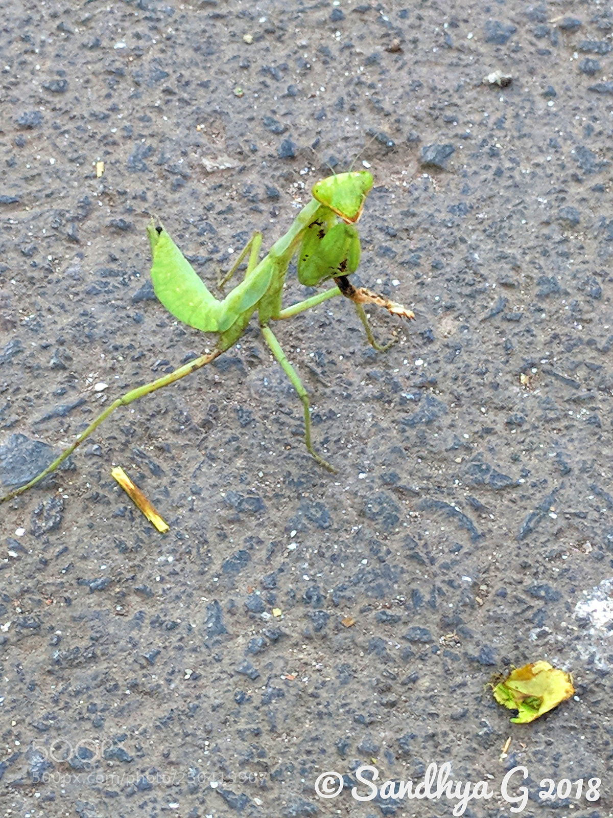 Google Pixel sample photo. Paparazzi grasshopper photography