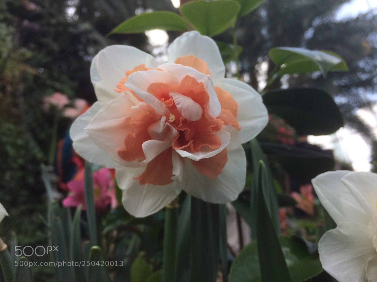 Apple iPhone 5s sample photo. Flower photography