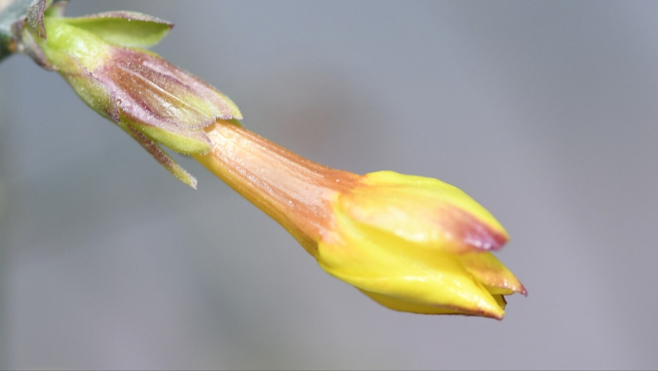Nikon AF-S Micro-Nikkor 105mm F2.8G IF-ED VR sample photo. Golden jasmine photography
