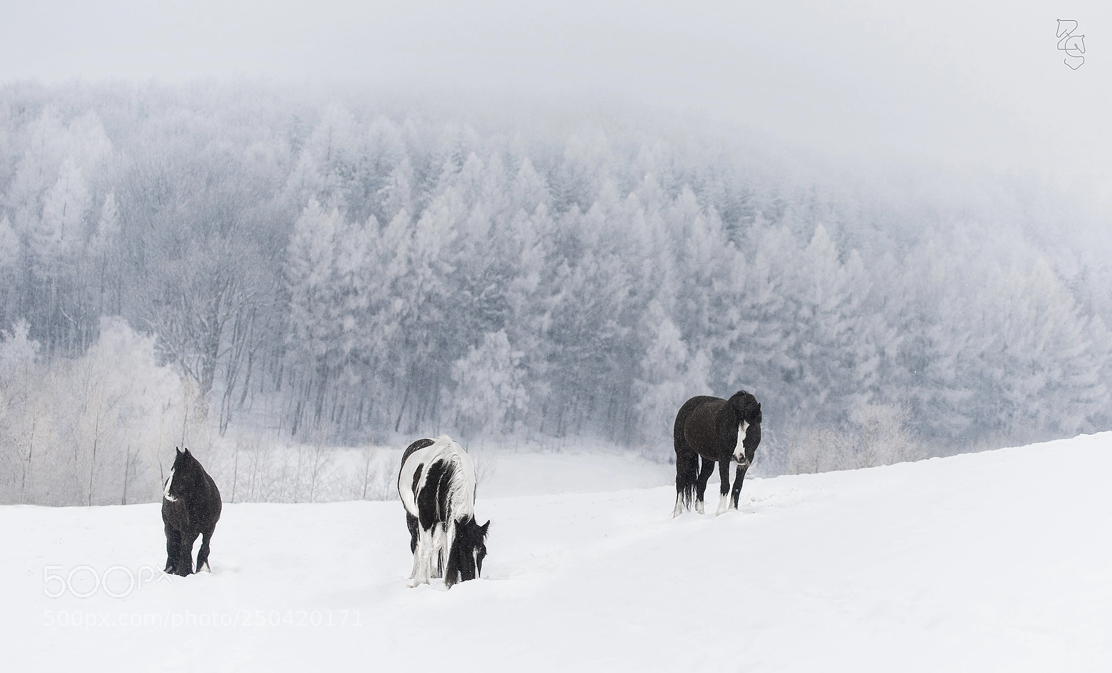 Nikon D810 sample photo. Winter trio photography