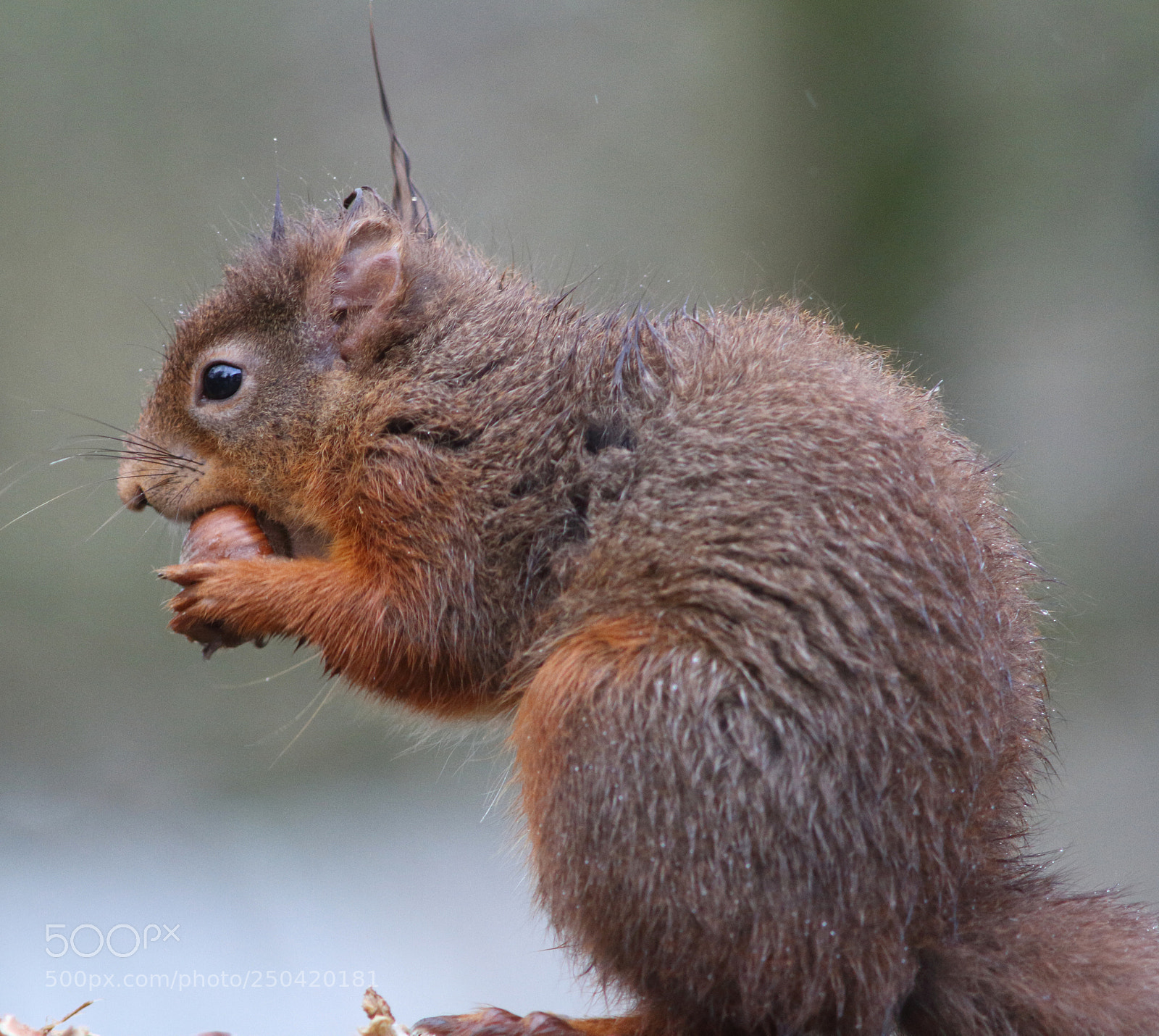 Canon EOS 7D sample photo. Red squirrel photography